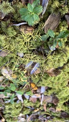 Ostericum tenuifolium