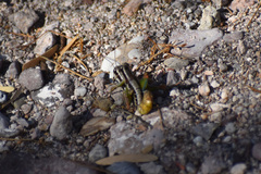 Phaedrotettix