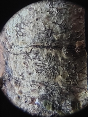 Phaeographis