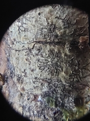 Phaeographis