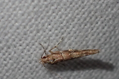 Pyroderces