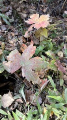 Geranium platyanthum