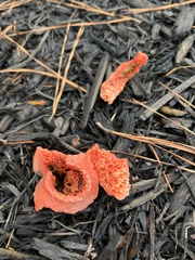 Clathrus columnatus