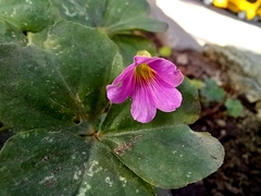 Oxalis debilis