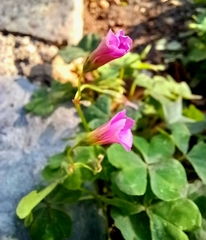 Oxalis debilis