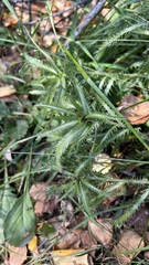 Achillea alpina