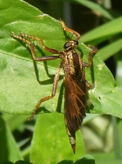 Asilus sericeus