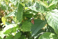 Danaus eresimus