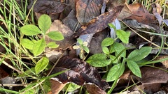 Cerastium pauciflorum