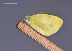 Pieris mannii alpigena