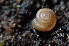 Punctidae