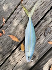 Elagatis bipinnulata