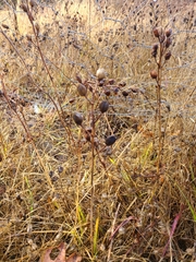 Camassia quamash