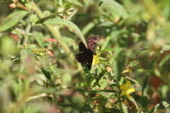 Pyrginae