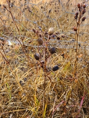 Camassia quamash