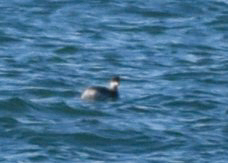 Podiceps nigricollis