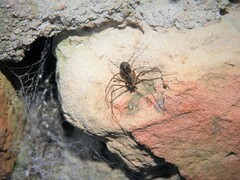 Scytodes globula