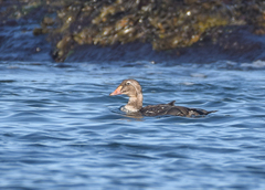 Somateria spectabilis