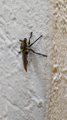 Eccritosia rubriventris