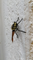 Eccritosia rubriventris