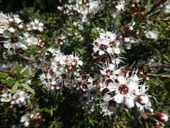 Kunzea ericoides