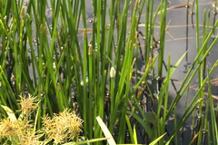 Eleocharis