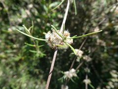 Olearia lineata