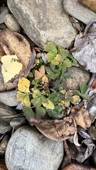Cardamine macrophylla