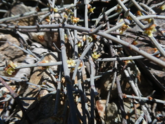 Muehlenbeckia ephedroides