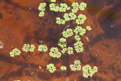 Azolla cristata