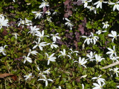 Lobelia angulata