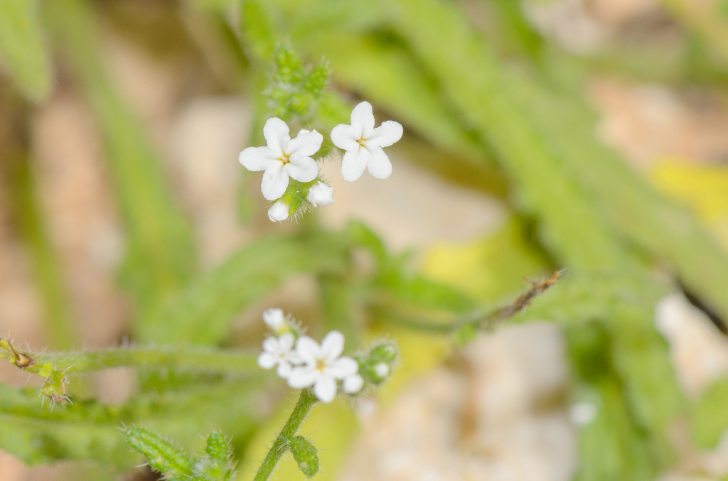 Heliotropium dentatum (Heliotropium dentatum)