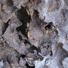 Nasutitermes corniger