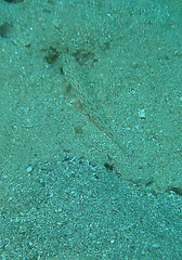 Istigobius decoratus