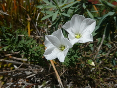 Linum monogynum