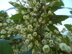 Elaeocarpus hookerianus