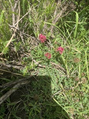Trifolium burchellianum