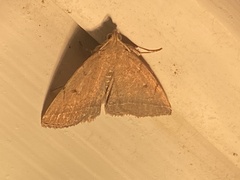 Zanclognatha protumnusalis