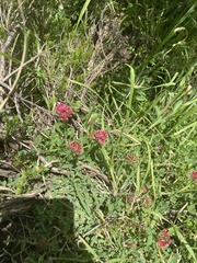Trifolium burchellianum