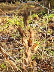 Camassia leichtlinii