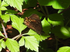 Gyrocheilus patrobas patrobas