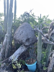 Nasutitermes corniger