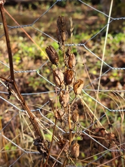 Camassia leichtlinii