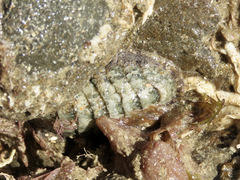 Ischnochiton maorianus