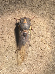 Neotibicen lyricen engelhardti