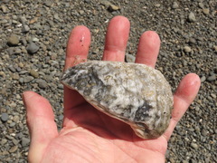 Mollusca