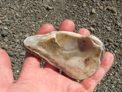 Mollusca