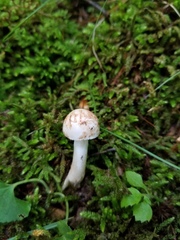 Amidella