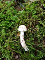 Amidella