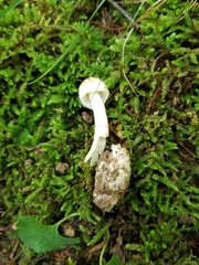 Amidella